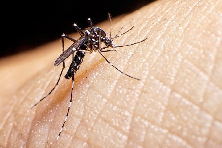 Mosquiteros 