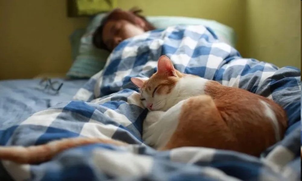 Dormir con un gato puede ser malo para la salud